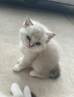 Weiße BHK Kitten - Hannover Ahlem-Badenstedt-Davemstedt