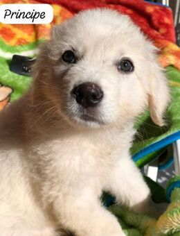Principe 💜💜💜-Wuscheljunge- sucht Heim - Bad Karlshafen