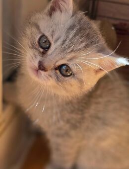 BKH-Kitten bald abzugeben - Düsseldorf