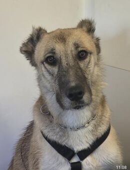 Kuki ❤️ sucht ihre Familie - Kalkar