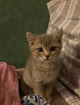 BKH Kater in liebevolle Hände abzugeben - Herdwangen-Schönach