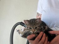 Katze weiblich braun weiß huskatze - Bad Endbach