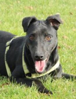 Miros Vorsätze - ein Zuhause finden - Hagen (Stadt der FernUniversität)