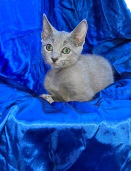 Zwei Wunderschöne Russisch Blau Katerchen! - Ginsheim-Gustavsburg