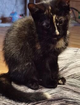 Kitten - Mönchengladbach