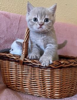Reinrassige Britisch Kurzhaar Kitten BKH - Rötha