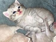 2megs verschmuste Bkh Babys blau und blau tabby suchen bald neue eltern - Essen