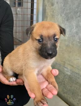 Hundebaby Bille - Talkau