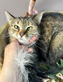 Katze getigert in 81825