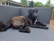 Nico sucht ein Zuhause - Enger (Widukindstadt)