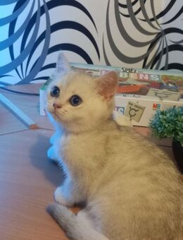 4 BKH KItten - Greven (Nordrhein-Westfalen)