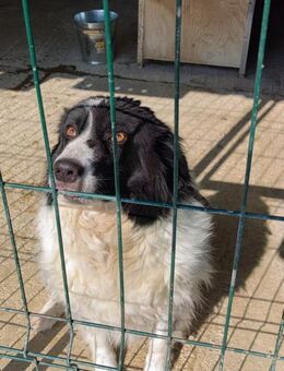Lyam lieber Rüde sucht Zuhause - Schlitz