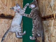 Bengal Kitten in toller Optik und seltenen Farben - Wriezen
