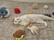 Mr. Snow sucht sein Spielzeugparadies - Ellerbek