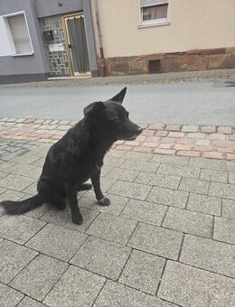 Hunde zu verkaufen - Hofgeismar