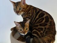 Two full-bred Bengal cats, male and female - brother and sister - Ramstein-Miesenbach Zentrum