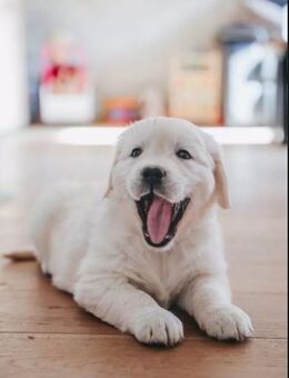 Sehr schöne weiße Golden Retriever Welpen im Juni 2025 geboren m Papiere - Hamburg