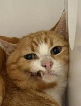 Rischko in Bulgarien - Ingolstadt