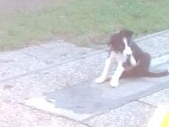 Tolle Border-collie Welpen - Rinchnach