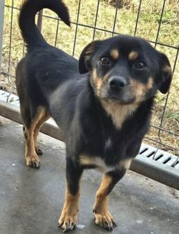 COSMO - aus Tötung gerettetes Seelchen - Velbert