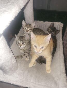 Babykatzen, Kitten, Kätzchen - Gräfenhainichen