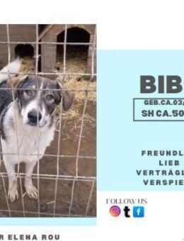 Junghund Bibo sucht seine Familie - Rambin