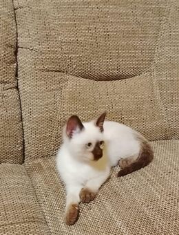 Traumhaftes Siam Kitten Weibchen 😻 - Köln
