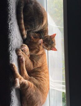 Katzen abzugeben.. - Elmshorn