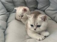 BKH Kitten Reinrassige Britisch Kurzhaar Katzenbabys Katzen - Oberasbach