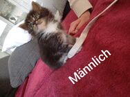 Ragdoll / Maine Coon Kitten - Borsdorf