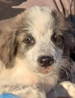 Mela sucht liebe Menschen - Neuss