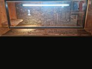 Terrarium zuverkaufen - Borna
