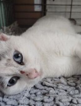 Lilo aus dem Tierschutz - Grevenbroich