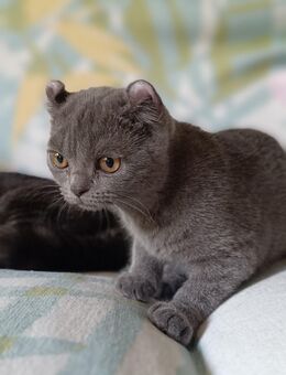 Ab sofort Kitten Mischung BKH-Amerikan Curl - Berlin Charlottenburg-Wilmersdorf