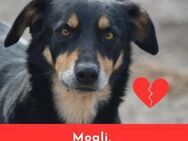 MOGLI - wartet schon so lange - Sulzbach-Laufen