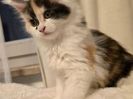 Maine Coon Kitten XXL Reinrasig - Haar
