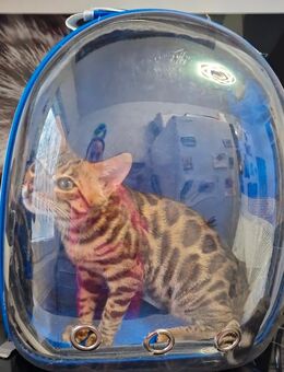 Reinrassige Bengal Kätzchen mit definierte Rosetten und Glänzendesl Fell : 4 Monate alt - 800 € - Karlsruhe