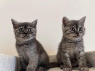 Reinrassige bkh Kitten - Dillenburg