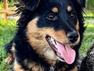 ZORA - 35 cm, freundlich, verspielt - Linden (Hessen)
