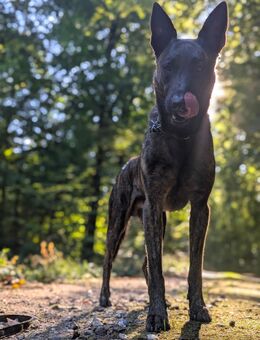 Deckrüde Holländischer Schäferhund - Stralendorf