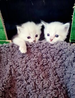 Wunderschöne Siam Balinesen Kitten - Essen Zentrum