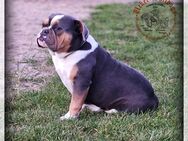 Old English Bulldog Hündin - Prenzlau