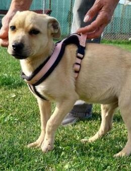 Marisa - Weilmünster