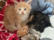 Wunderschöne Maine Coon Kitten mit XXL Genetik suchen ein liebevolles Zuhause - Menden (Sauerland)