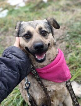 BIANCA - ausgeglichen, friedlich, lieb - Linden (Hessen)