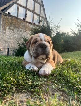 Shar Pei OEB Mix Welpen - Arnstein (Sachsen-Anhalt)