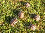 Landschildkröten - Babys - Neuhof (Hessen)