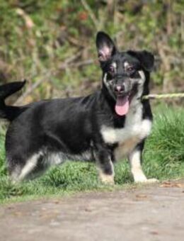 Tico Mix Rüde ca. 2 Jahre alt in Ungarn - Reutlingen