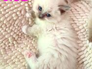 Ragdoll reinrassige Luxus Kätzchen mit Blaue Augen Neue Wurf abholbereit ab 15.06.2025 - Radolfzell (Bodensee)