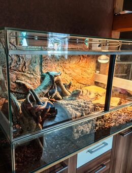 Glas-Terrarium mit Bartagame + viel Zubehör - Schalkau